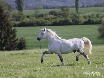 Welsh mountain pony, sekce A - 4