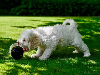 Lagotto Romagnolo s PP - Italský vodní pes - 4