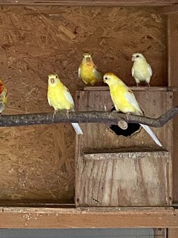 Papoušek zpěvavý - 4