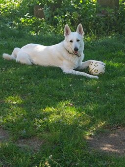 Štěňata bílý švýcarský ovčák - 4