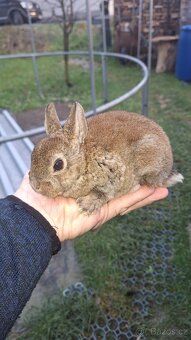 Zakrslý králík - 4