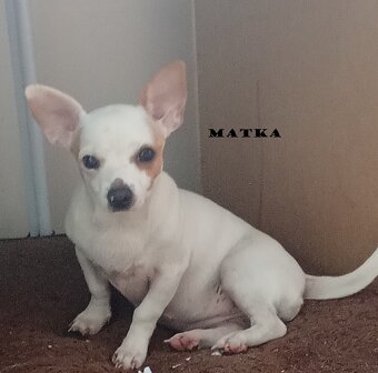 Prodám štěně psa čivavy krátkosrsté - 4