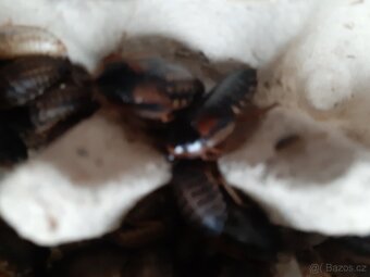 Šváb Argentinský - 4