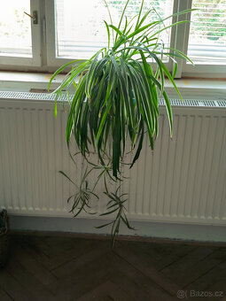 Monstera, Hoya, Zelenec - 4