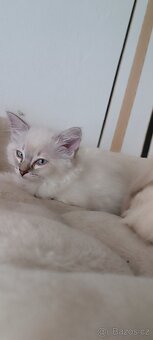 Koťátka ragdoll bez PP - 4