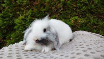 Zakrslý beránek, králíček, králík - MOLLY - 4