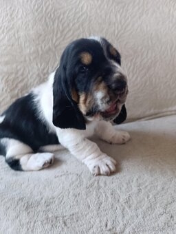 Basset hound - 4