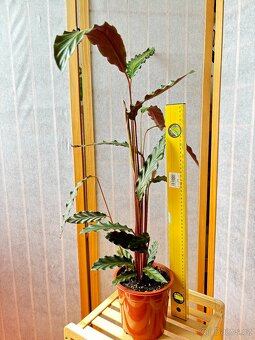 Kalatea, Calathea sametová - 4