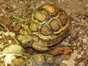 Želva pardálí (Stigmochelys pardalis babcockii) - 4