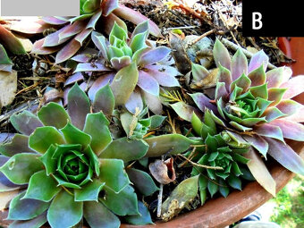 Netřesk – sazenice, nenáročná skalnička, 2 druhy - 4