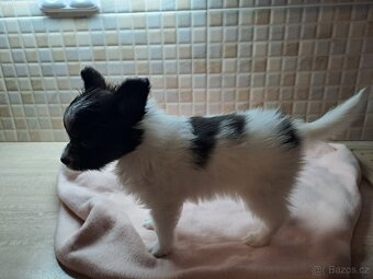 Fenka s PP na prodej - Papillon - 4