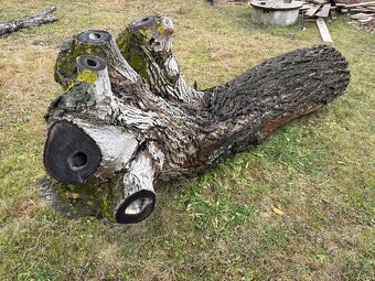 Masivní kmen ořechu - 4