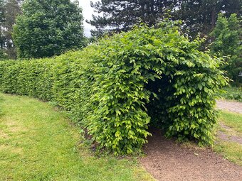 Habr obecný na živý plot - 4