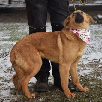 Žofka hledá domov - 4