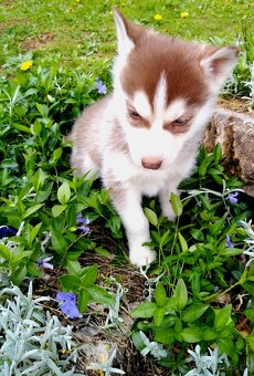 Sibírsky husky - 4