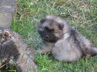 Německý špic vlčí / Keeshond - 4