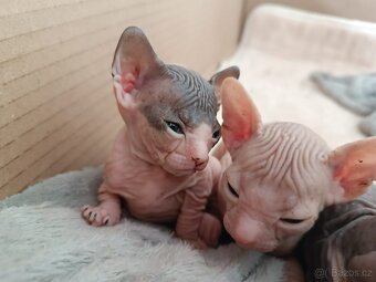 Donský sphynx - krásná koťátka - 4