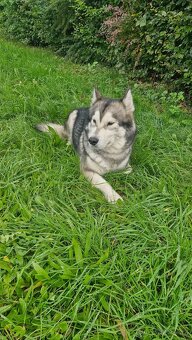 Prodám 3letou fenu aljašského malamuta - 4