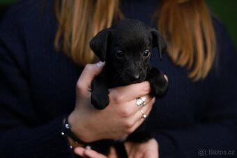 Štěňata křížence k odběru ihned - 4