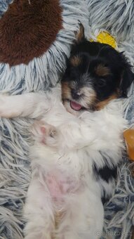 Jorkširsky terier biwer - 4