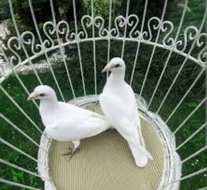Nabízím bílé svatební holubice - 4