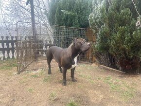 American Bully XL krytí - 4