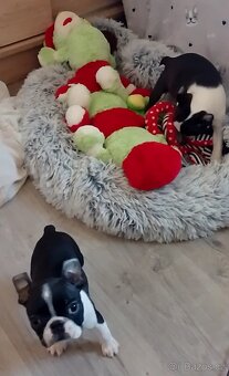 Bostonský terier,Boston Terrier,Boston - 4