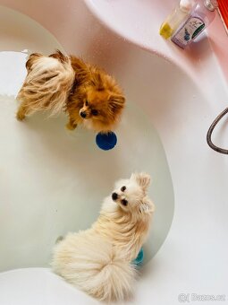 Pomeranian-špic - 4
