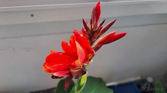 5 ks ROSTLINY CANNA RŮZNÉ DRUHY, I JEDNOTLIVĚ PRODÁM - 4