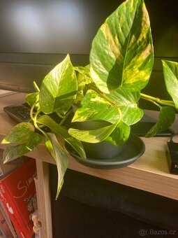 Pokojová rostlina Pothos šplhavnice - 4