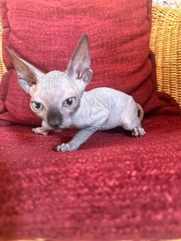 Kanadský Sphynx s průkazem původu - 4