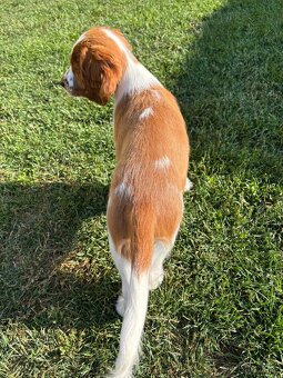 Welsh Springer Spaniel - šteniatka - 4
