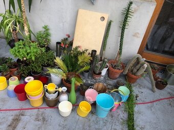 pokojové rostliny a máta - 4