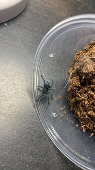 Sklípkani- aktuální nabídka 17.7. - 4