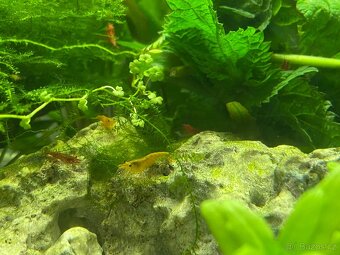 Krevety Neocaridina - mix - 4