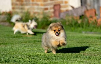 Pomeranian s PP - 4