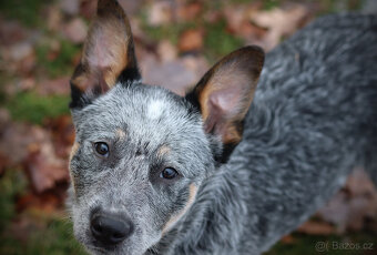 Australský honácký pes, rezervace štěňat s PP, volní kluci - 4