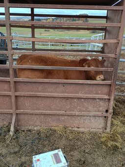 Ošetřovatel skotu - masný dobytek - 4