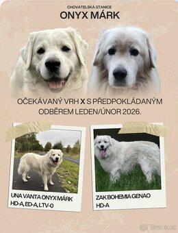 Slovenský čuvač - štěňátka s PP - 4