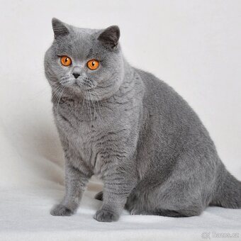 Britská modrá koťátka s PP - 4