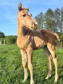 Palomino klisna American Quarter Horse po rodičích s LTE - 4