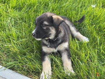 Štěňata husky a labrador - 4 fenky a 1 pes k odběru od 18.5. - 4