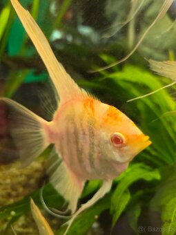 Skaláry Marble albino - 4