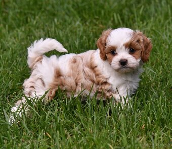 CAVAPOO štěňátka - 4