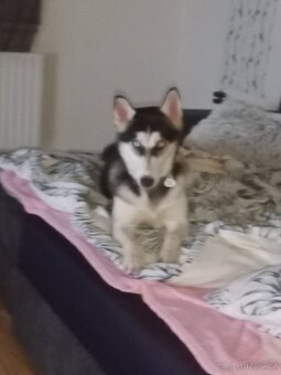 Husky - 4