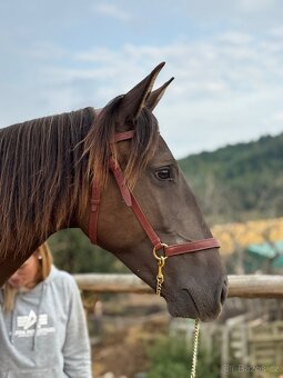 Lusitano hřebec PSL 16 měsíční - 4