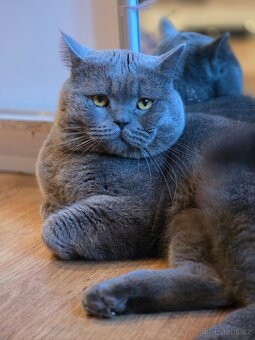 Krytí britský kocour - 4