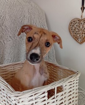 Whippet/Vipet s PP FCI - 4