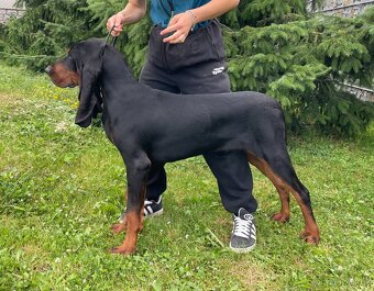 Black and Tan Coonhound - pes s PP - 4