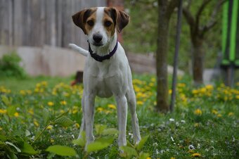 Dánsko Švédský farmářský pes - 4